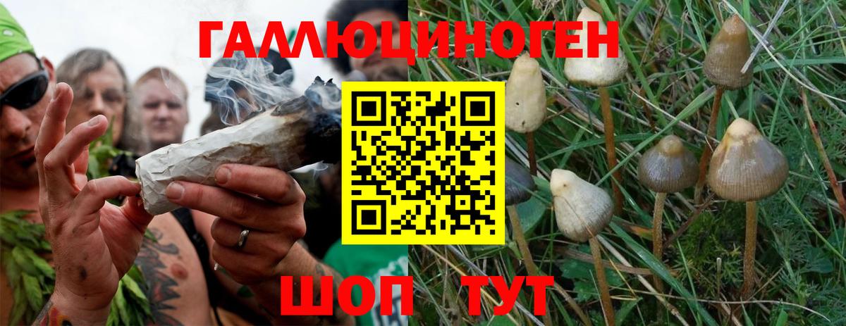 закладка  Галлюциногенные грибы GOLDEN TEACHER  Кинель  Вход с VPN  Галлюциногенные грибы Psilocybe 